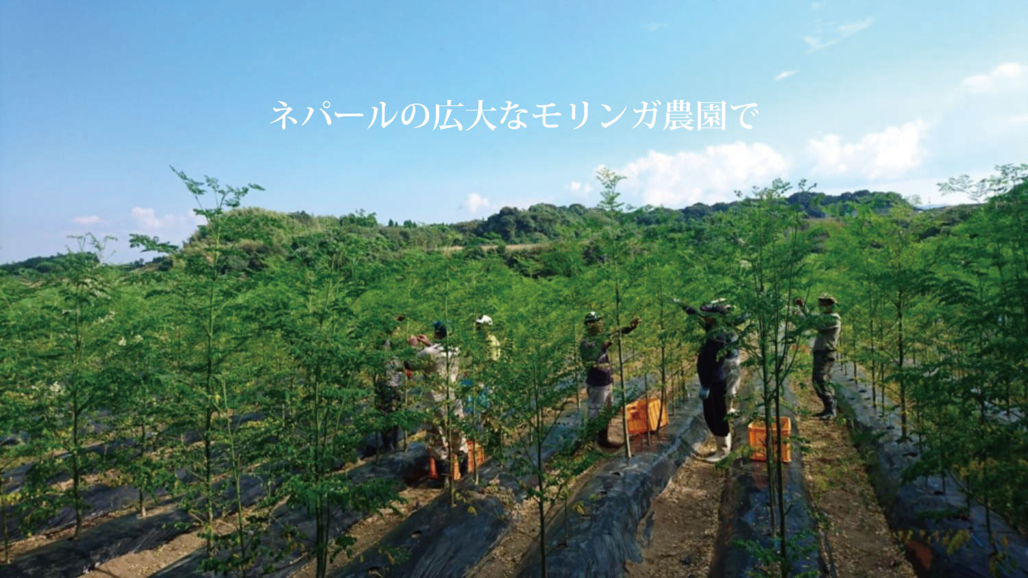 モリンガ農園"