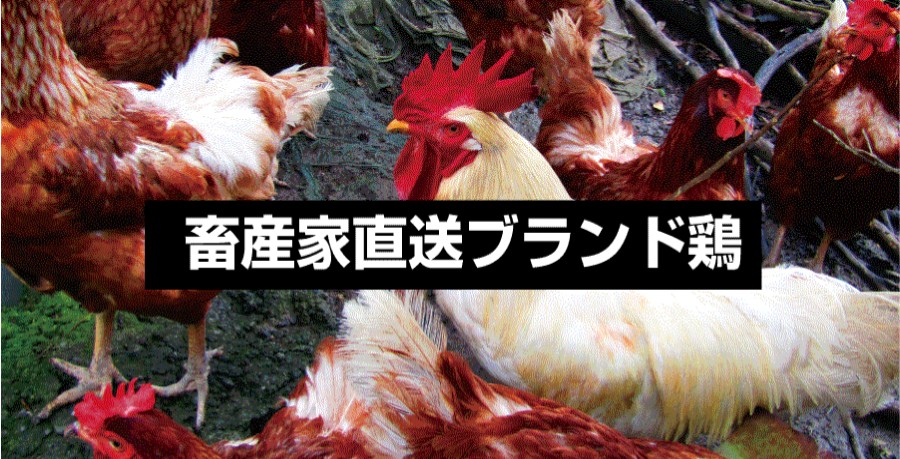 ブランド鶏
